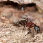 anti-fourmis Maroc, produits anti-fourmis, solutions anti-fourmis, dératisation Maroc, gel anti-fourmis, éliminer les fourmis maison, fourmis dans la cuisine, anti-fourmis naturel, Terre de Diatomée contre les fourmis, insecticide fourmis efficace, boîtes appât anti-fourmis, fourmis dans le jardin, traitement fourmis intérieur et extérieur, société dératisation Maroc, sécurité enfants et animaux anti-fourmis, invasion fourmis maison, appât anti-fourmis, poudre anti-fourmis extérieur, huile essentielle anti-fourmis, Borax anti-fourmis maison, fumigène anti-fourmis